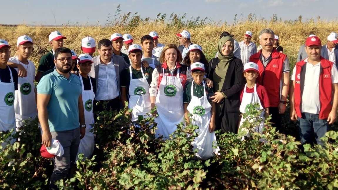 Pamuk Hasat Şenliğine Katıldık